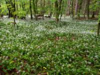 Ausgedehnter Teppich aus Bärlauch im Wald